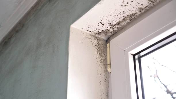 Reliable Piedmont, OK Mold Removal Solutions